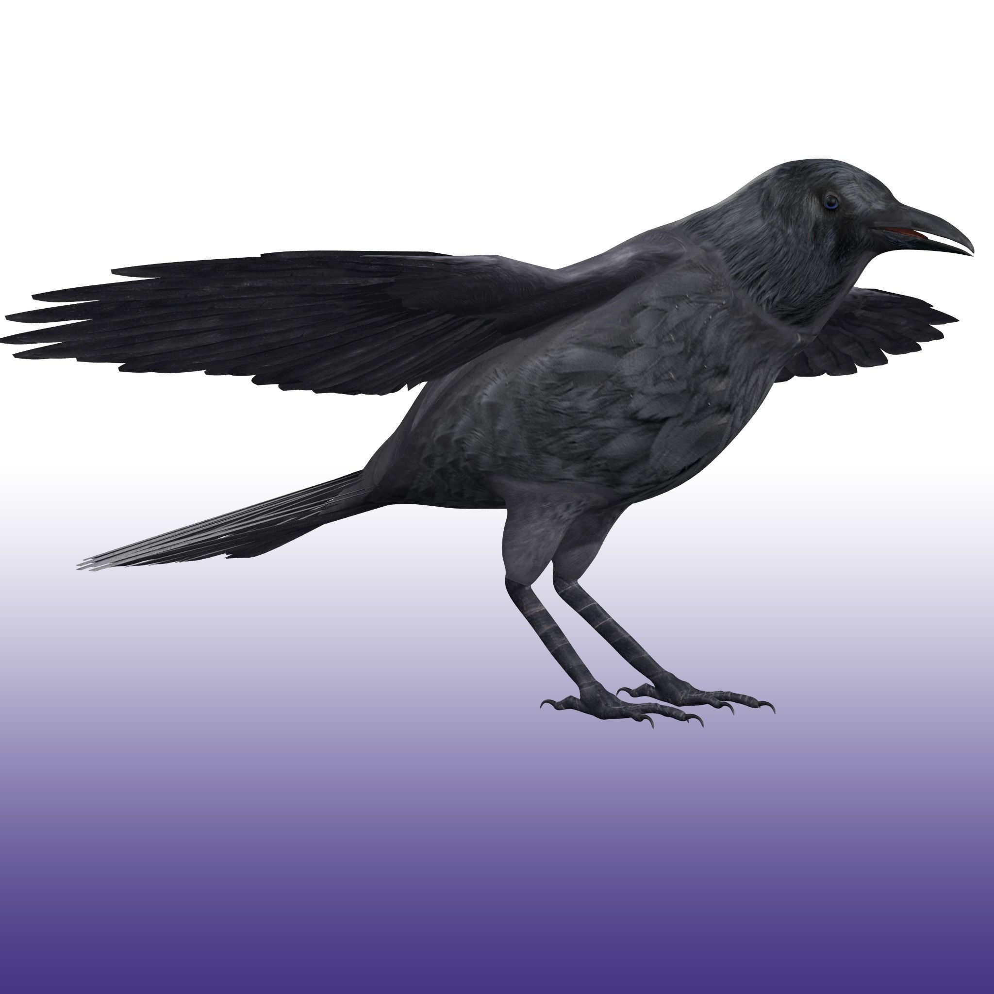 Crow Rig Low-poly 3D model_3