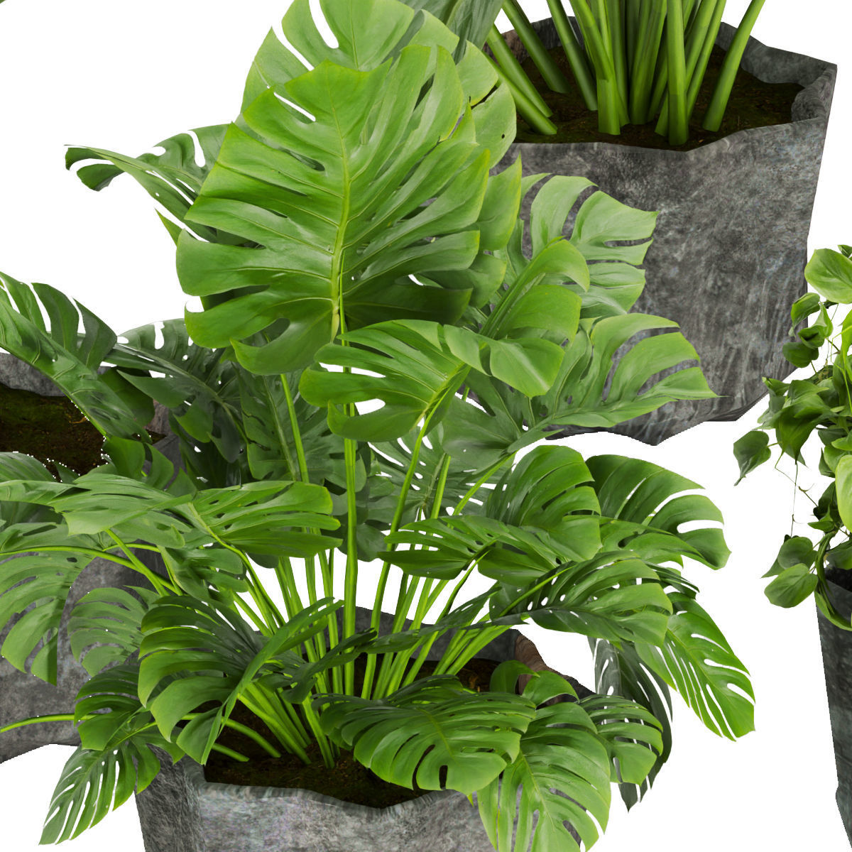 ollection plant vol 346 - leaf - cinema 4d - 3dmax - blender 3D model_4