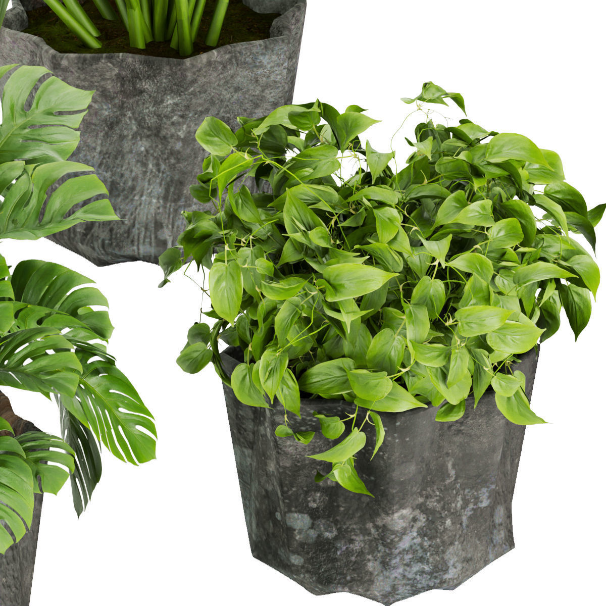 ollection plant vol 346 - leaf - cinema 4d - 3dmax - blender 3D model_3