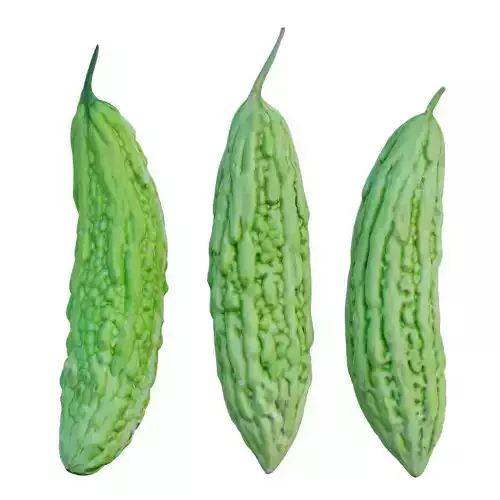 Bitter melon 3D model