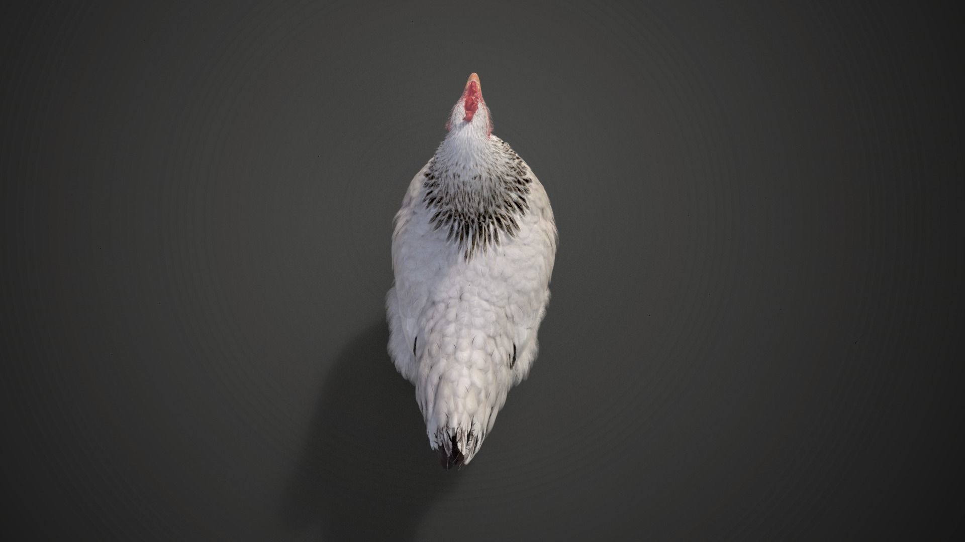 White Hen Animated VFX Grace 3D model_16