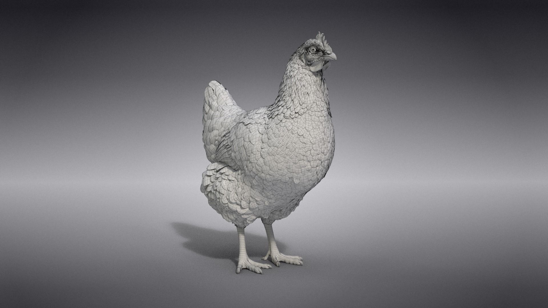 White Hen Animated VFX Grace 3D model_28