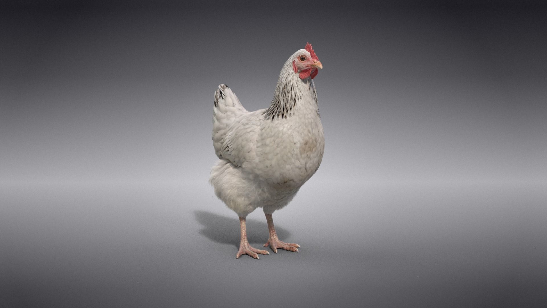 White Hen Animated VFX Grace 3D model_25