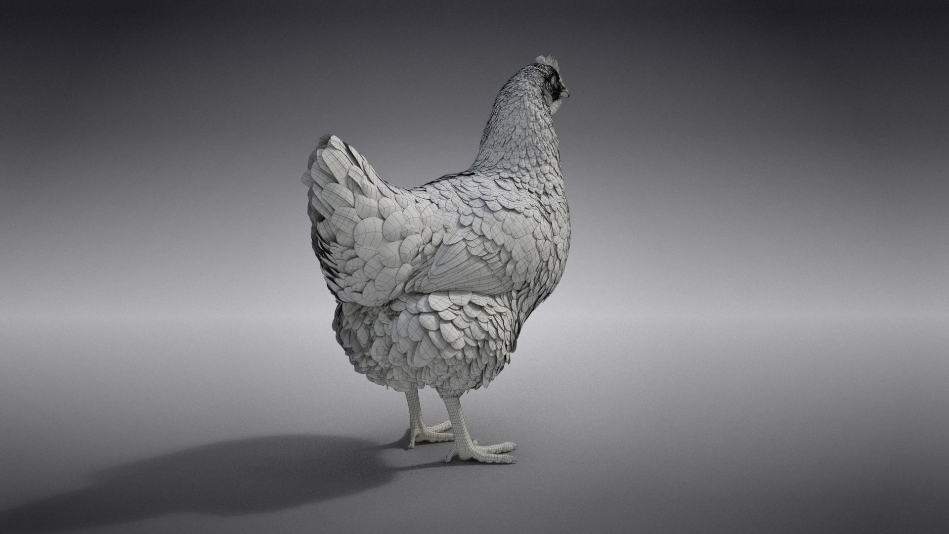White Hen Animated VFX Grace 3D model_27