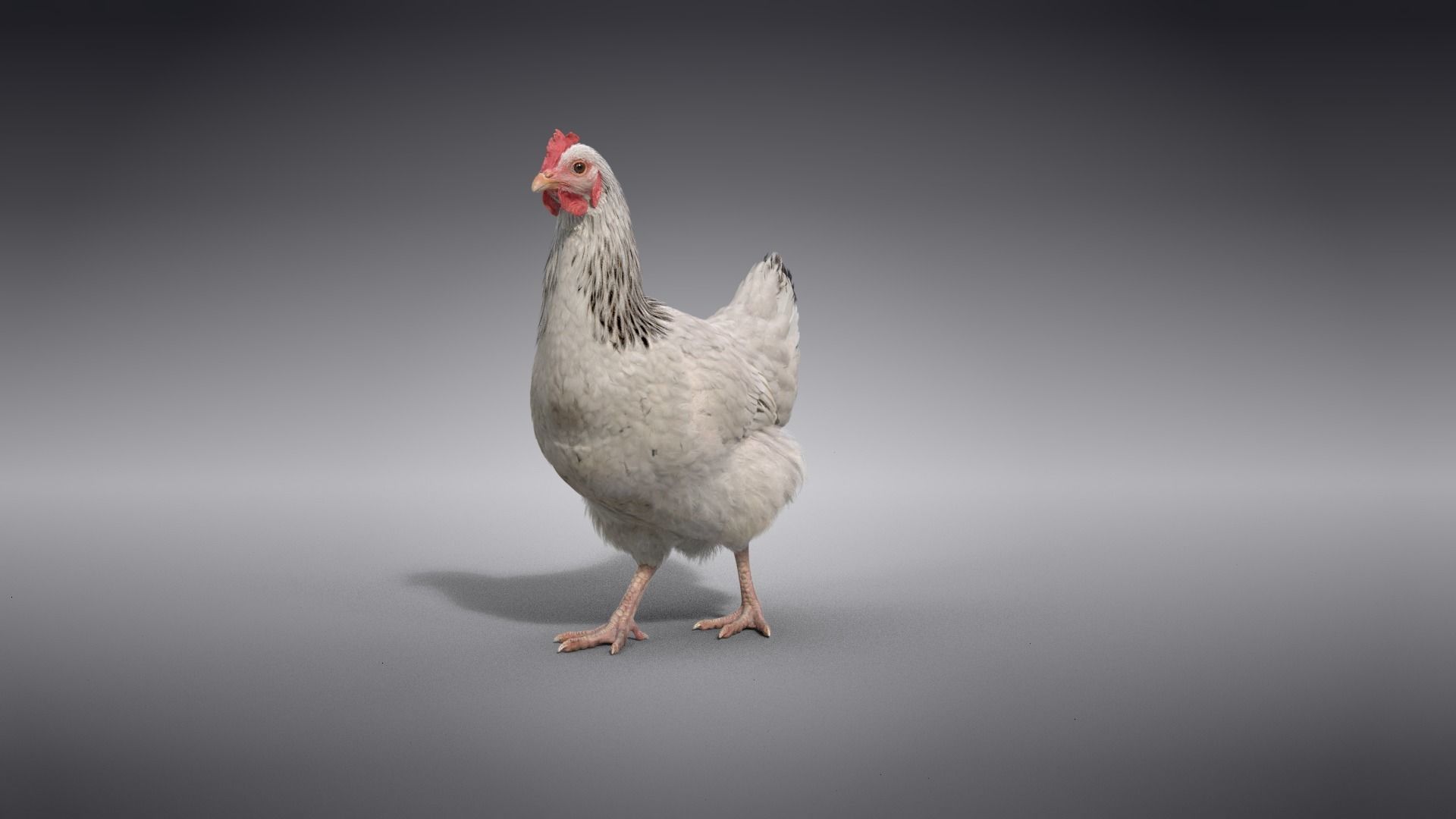 White Hen Animated VFX Grace 3D model_13