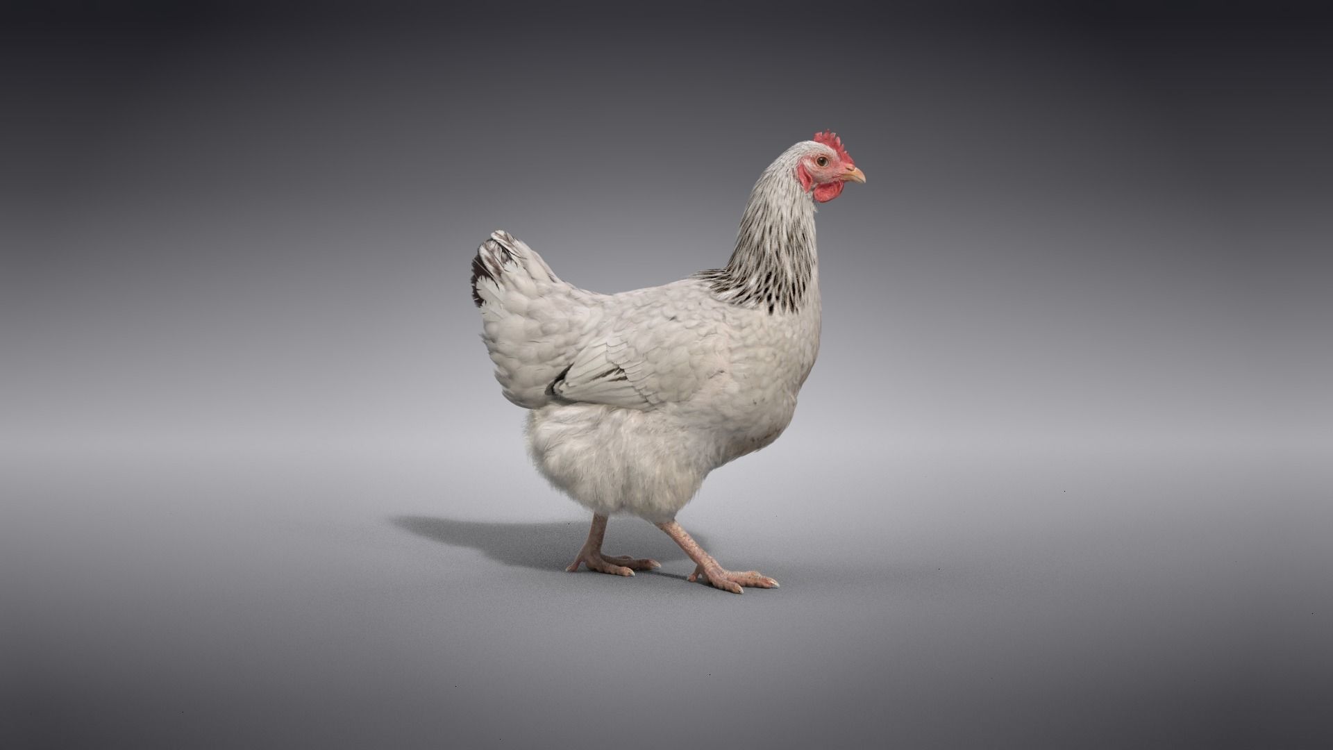 White Hen Animated VFX Grace 3D model_10