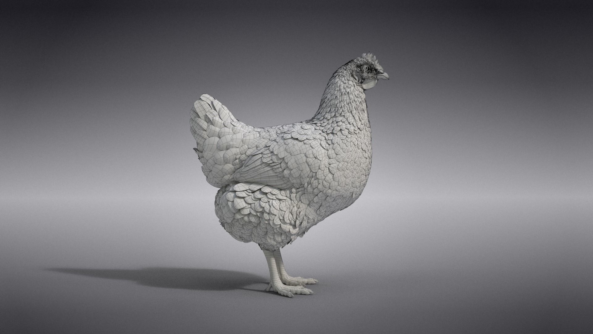 White Hen Animated VFX Grace 3D model_26