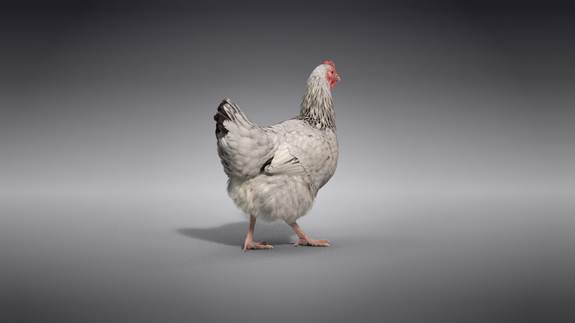 White Hen Animated VFX Grace 3D model_12
