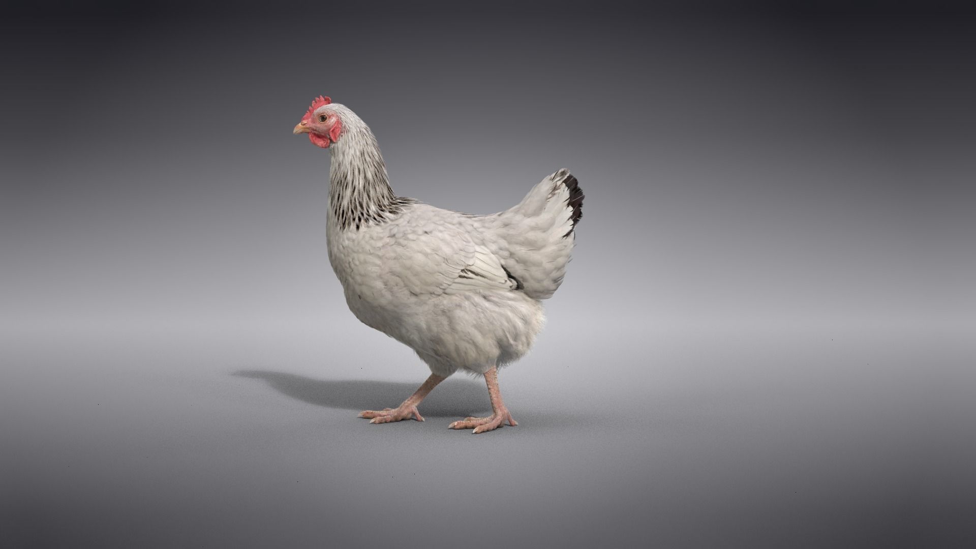 White Hen Animated VFX Grace 3D model_15
