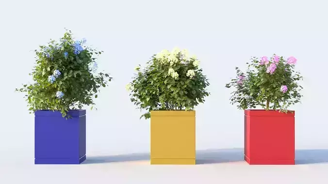 hydrangea macrophylla