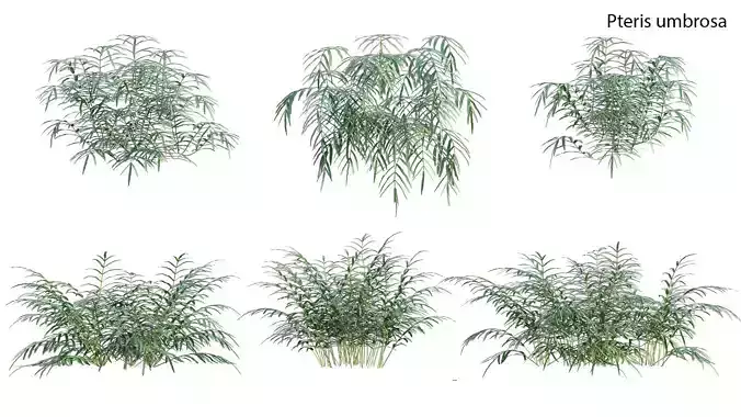 Pteris umbrosa - Jungle Brake Fern