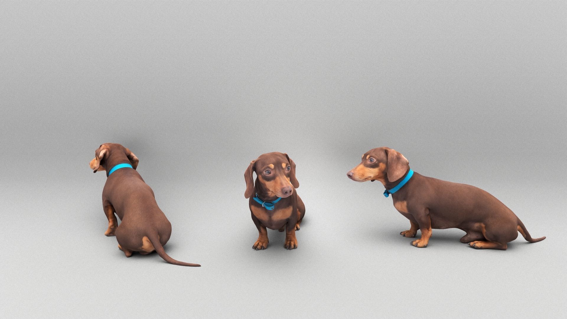Dachshund dog 26 Low-poly 3D model_3