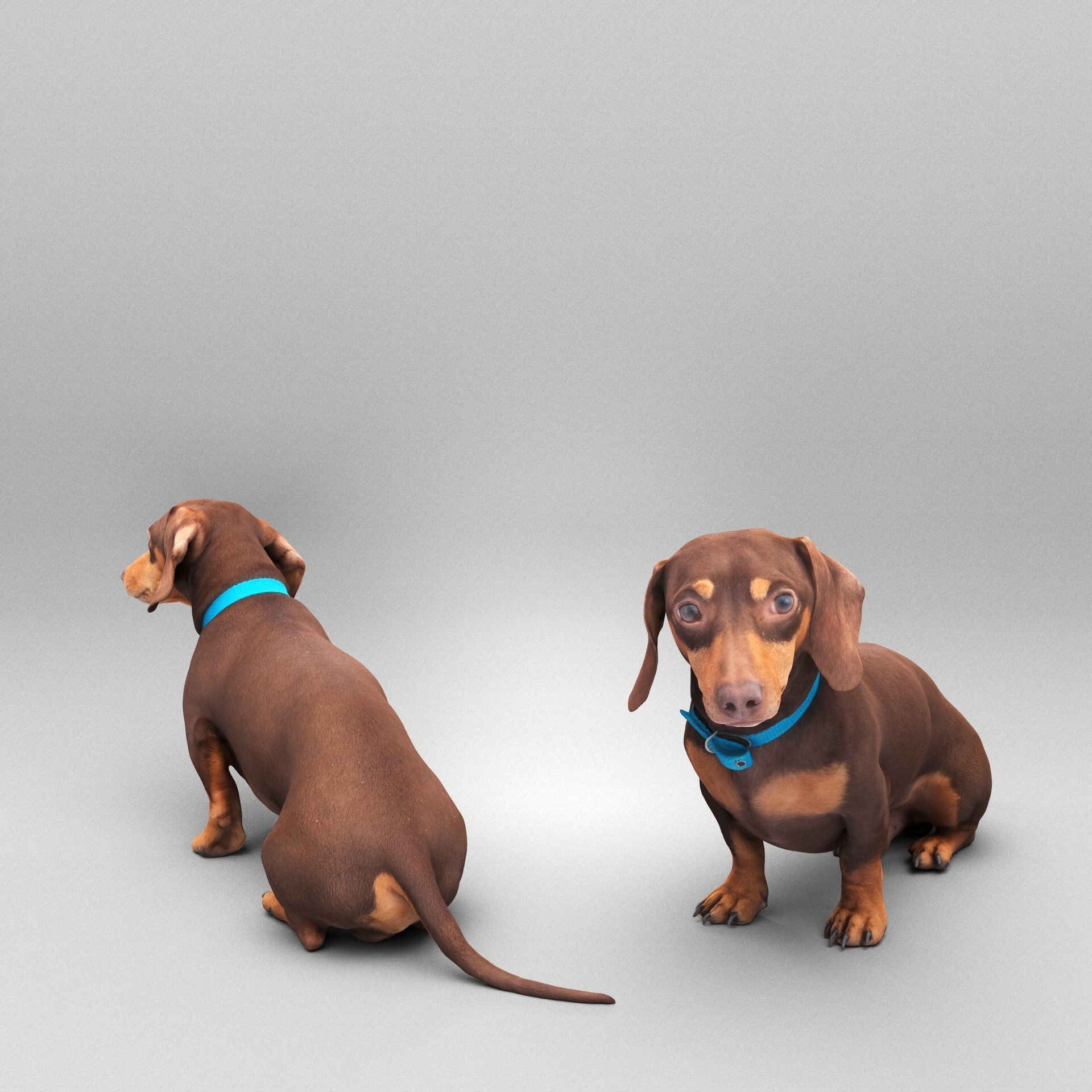 Dachshund dog 26 Low-poly 3D model_2