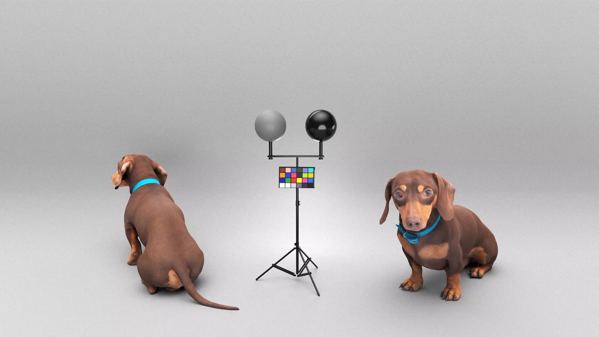 Dachshund dog 26 Low-poly 3D model_0