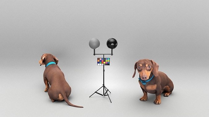 Dachshund dog 26 Low-poly 3D model