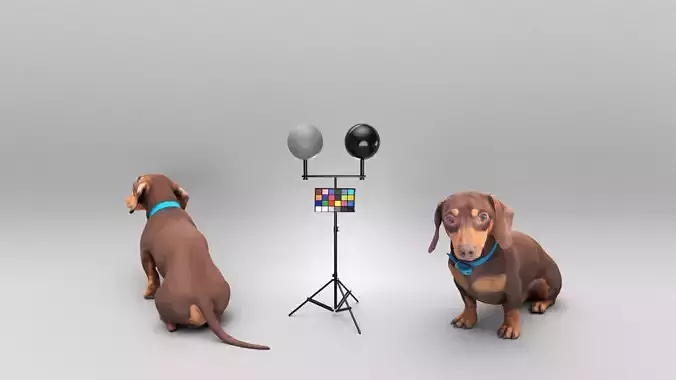 Dachshund dog 26 Low-poly 3D model