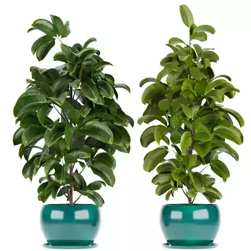 Collection plant vol 349 - indoor - 3dmax - cinema 4d - blender 3D model