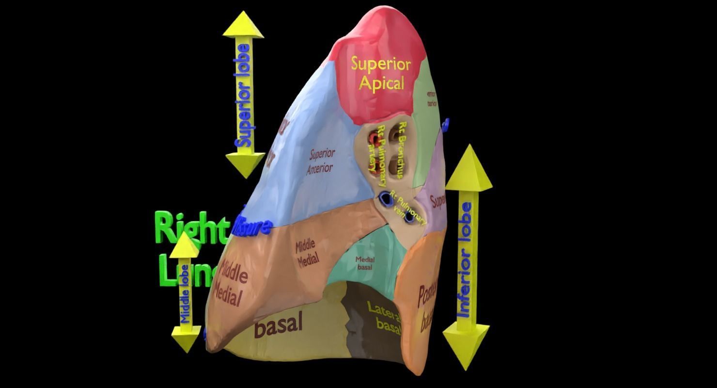 Lung Pulmonary segment anatomy 3D model_22