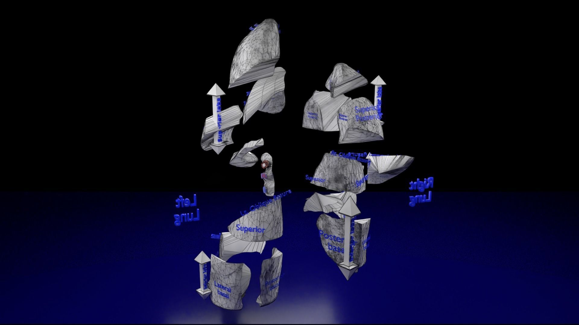 Lung Pulmonary segment anatomy 3D model_31