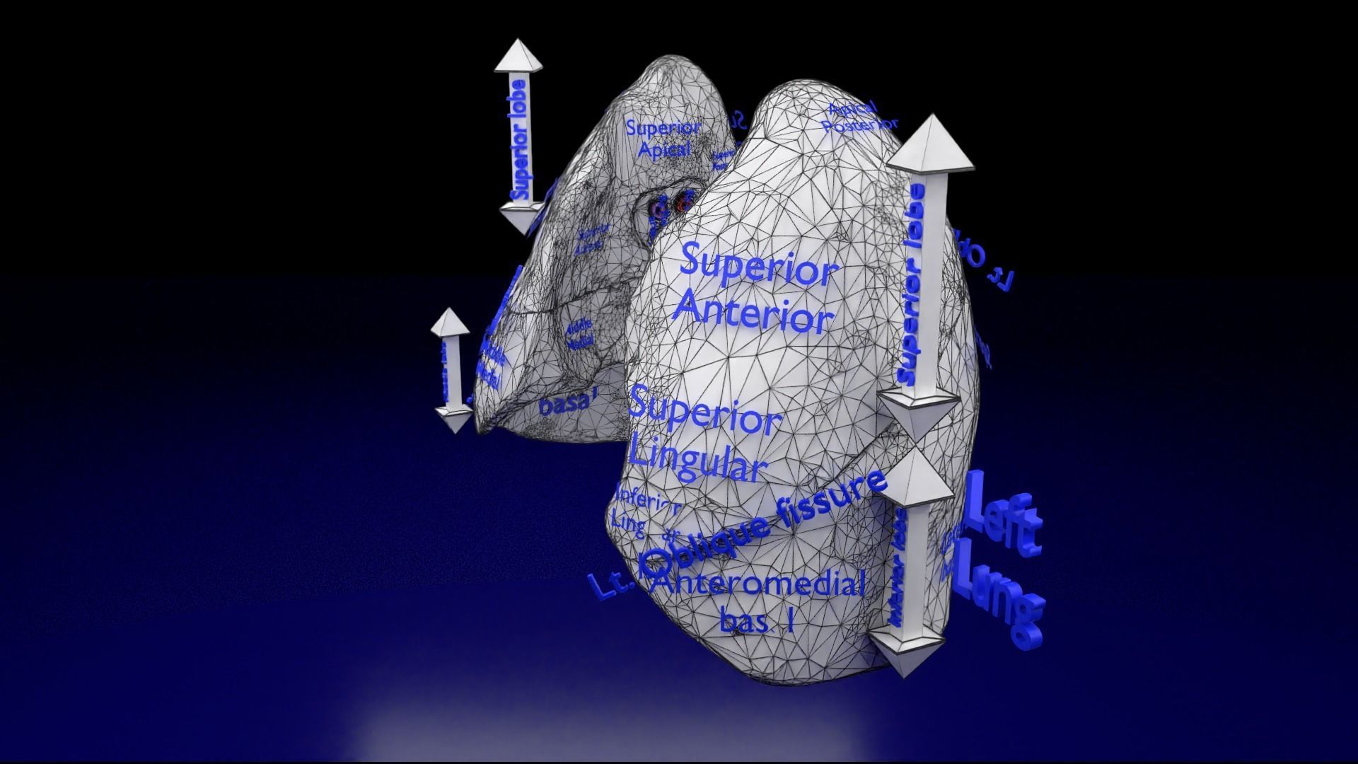 Lung Pulmonary segment anatomy 3D model_33