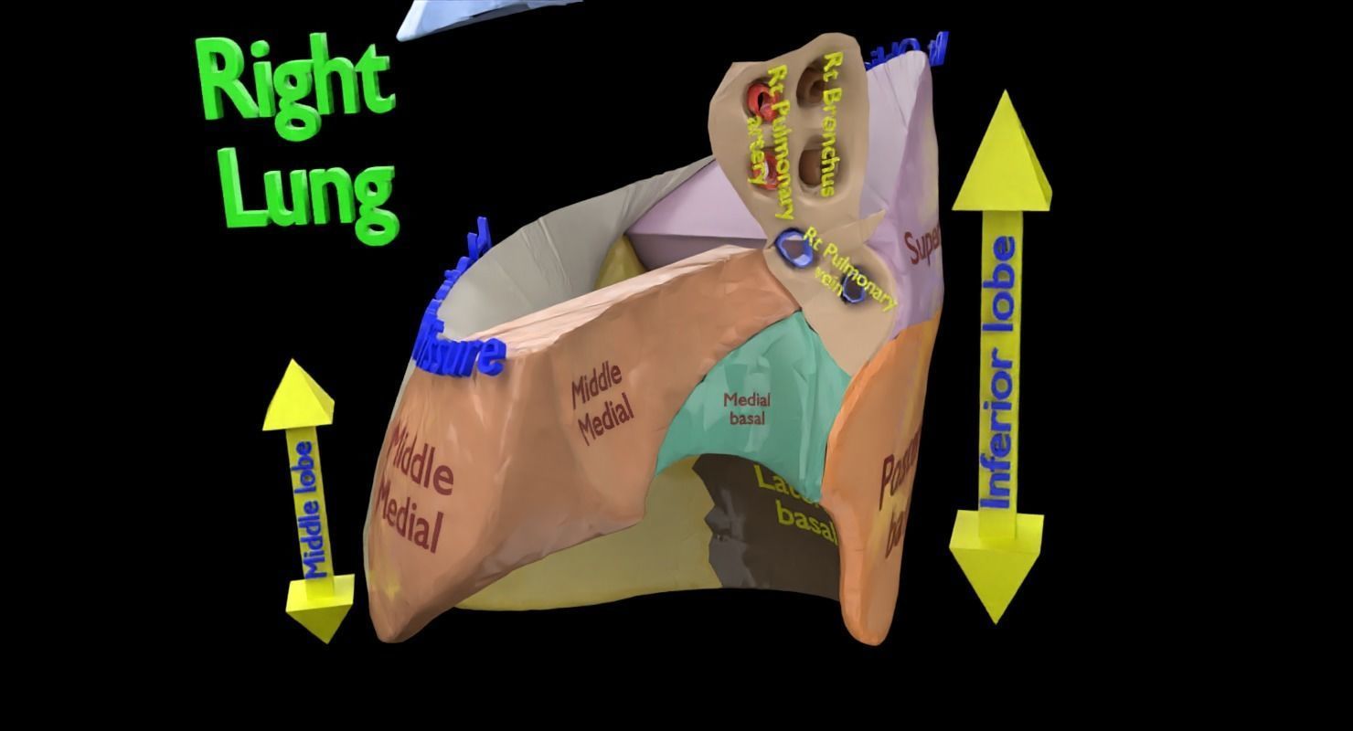 Lung Pulmonary segment anatomy 3D model_24