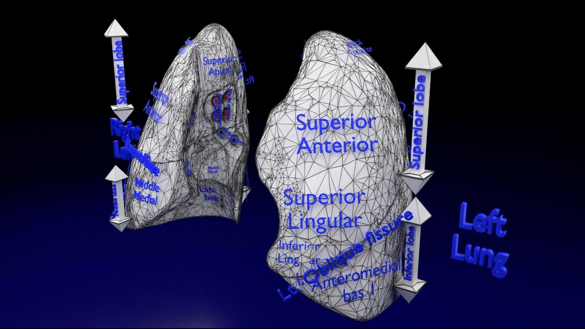 Lung Pulmonary segment anatomy 3D model_32