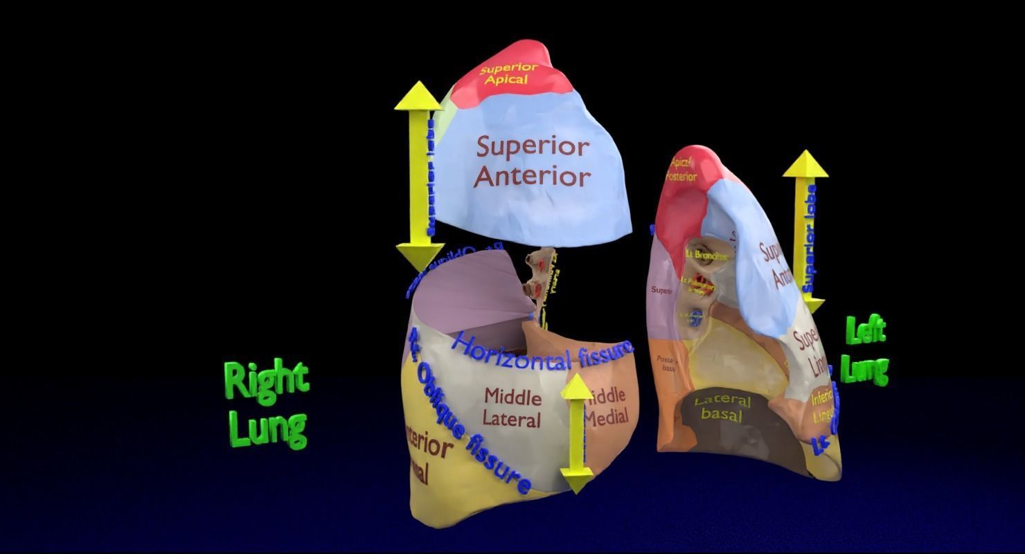 Lung Pulmonary segment anatomy 3D model_9