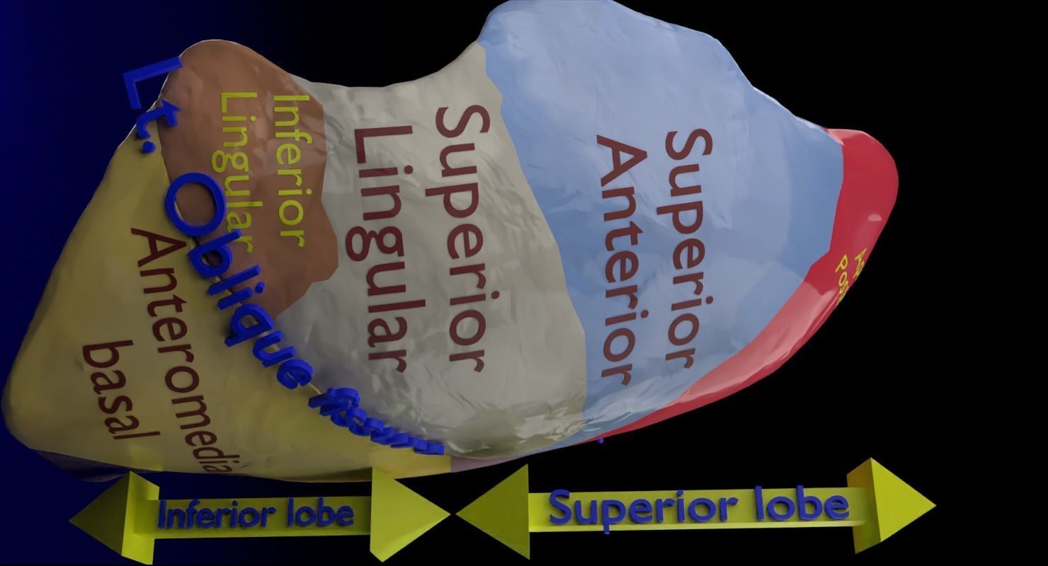 Lung Pulmonary segment anatomy 3D model_8