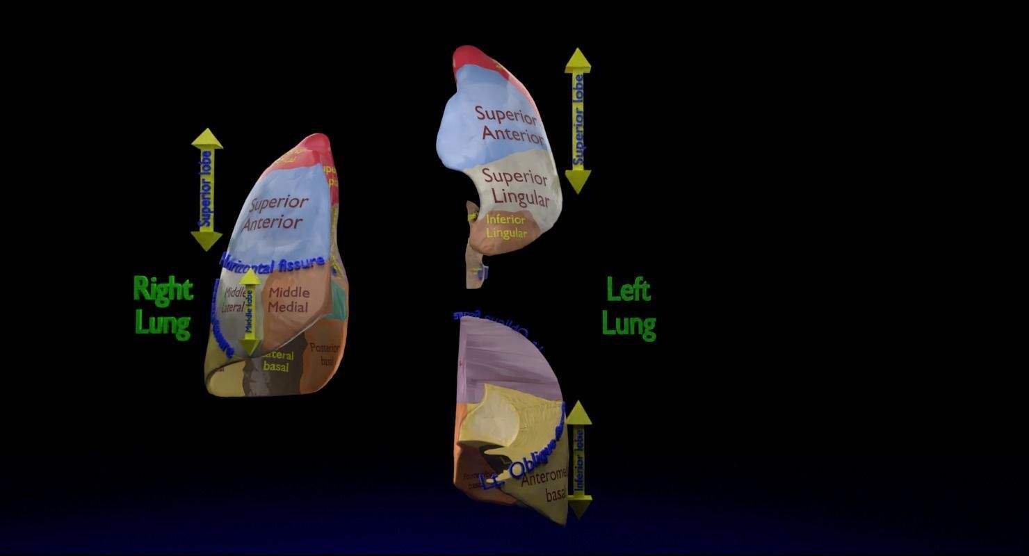 Lung Pulmonary segment anatomy 3D model_13