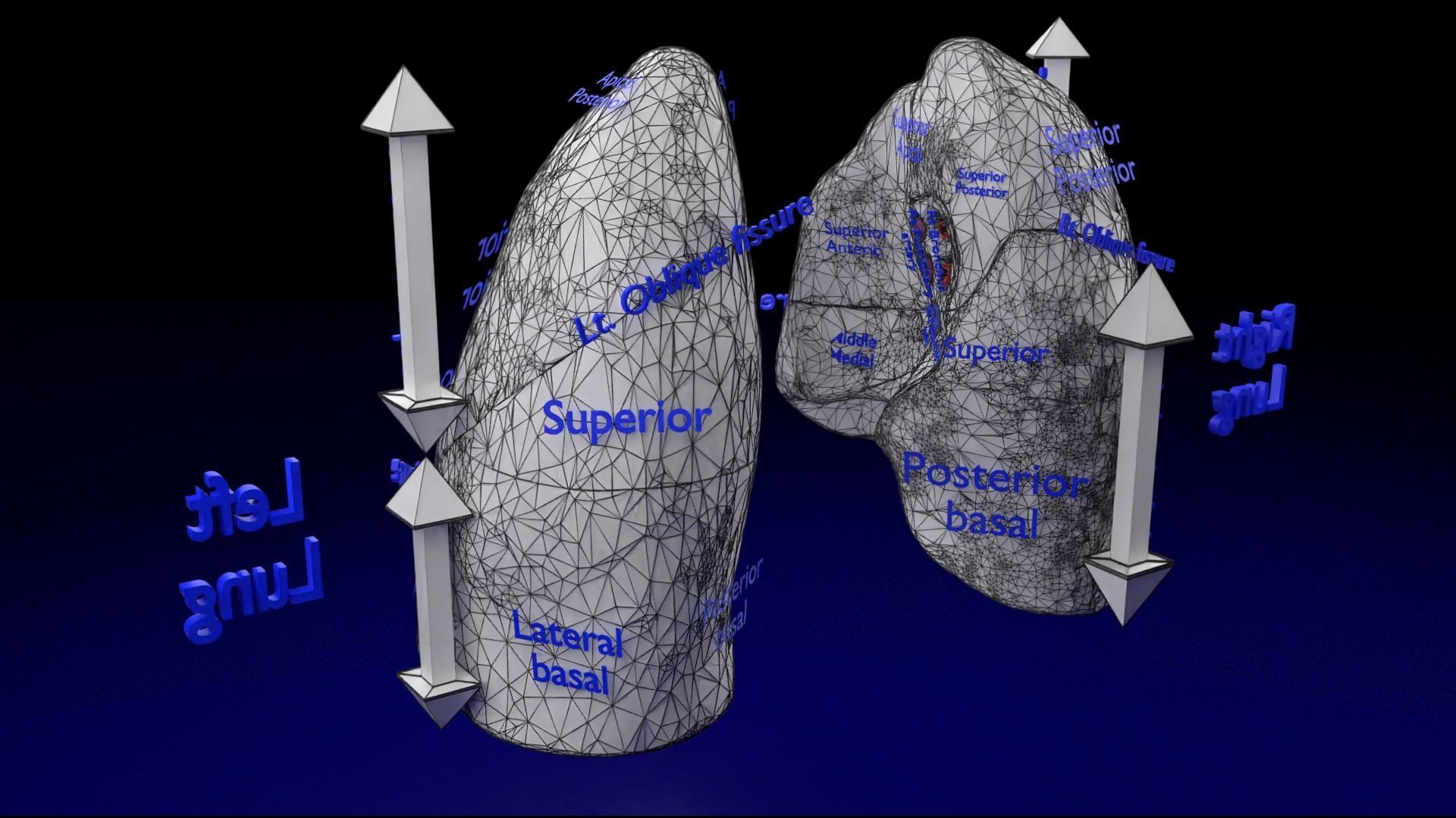 Lung Pulmonary segment anatomy 3D model_34