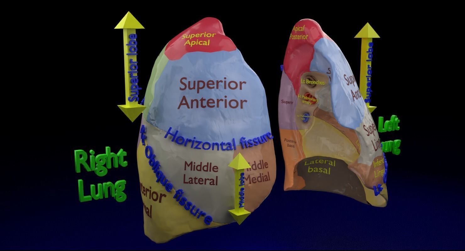Lung Pulmonary segment anatomy 3D model_4