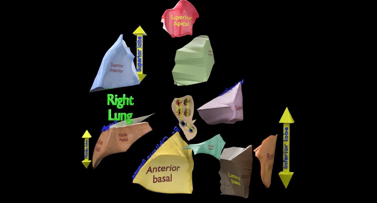 Lung Pulmonary segment anatomy 3D model_6