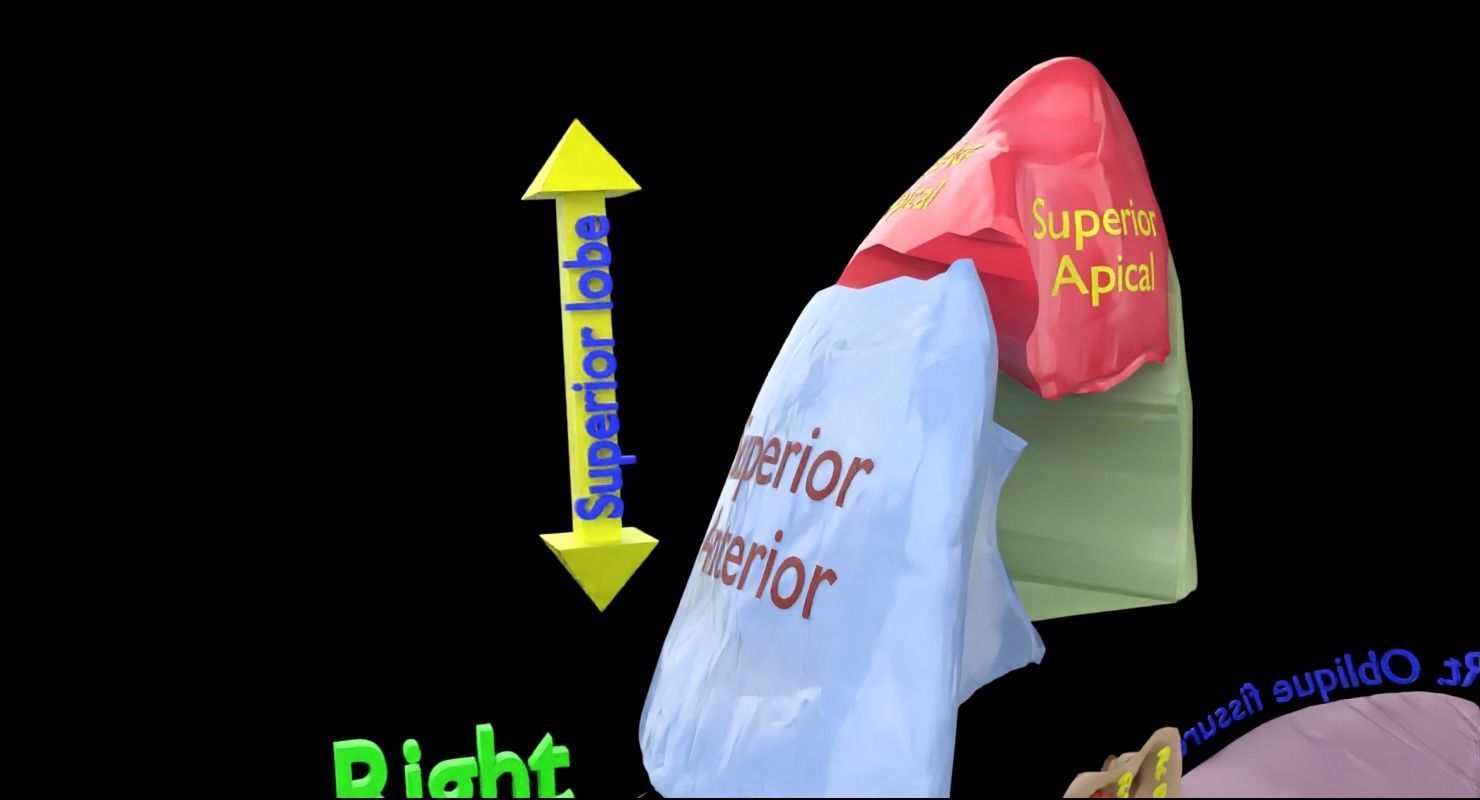 Lung Pulmonary segment anatomy 3D model_26
