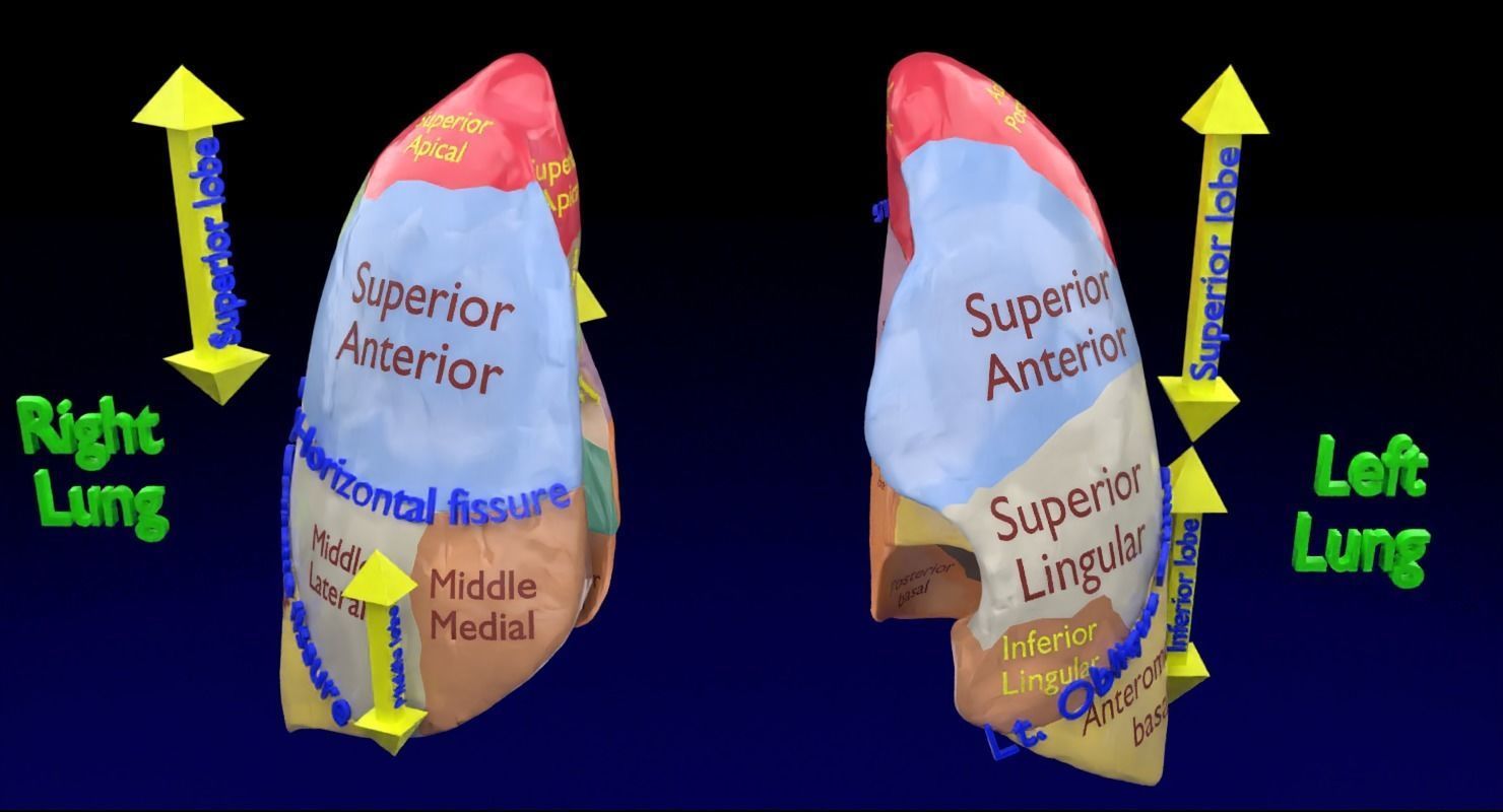 Lung Pulmonary segment anatomy 3D model_12
