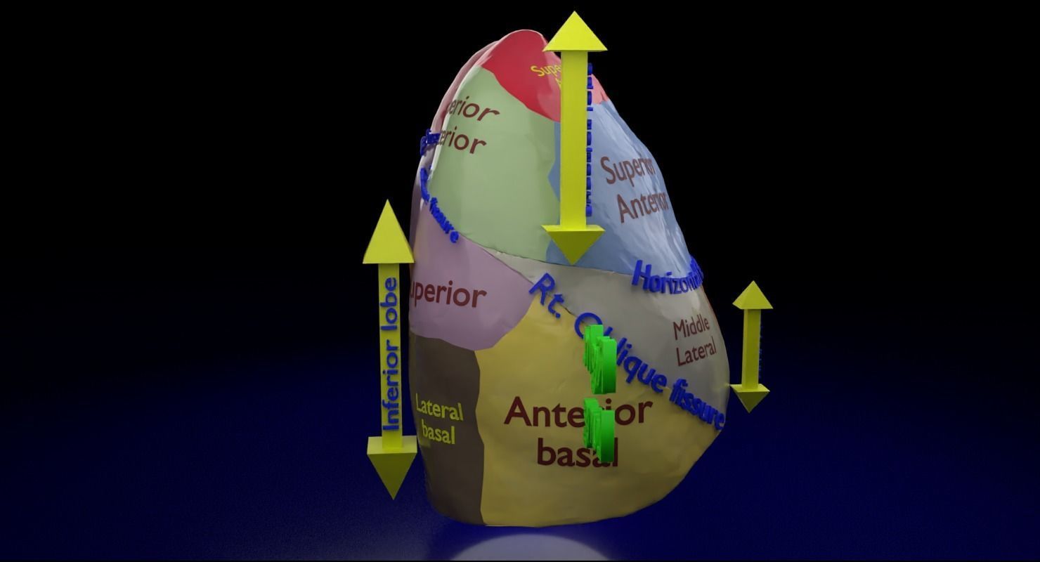 Lung Pulmonary segment anatomy 3D model_2
