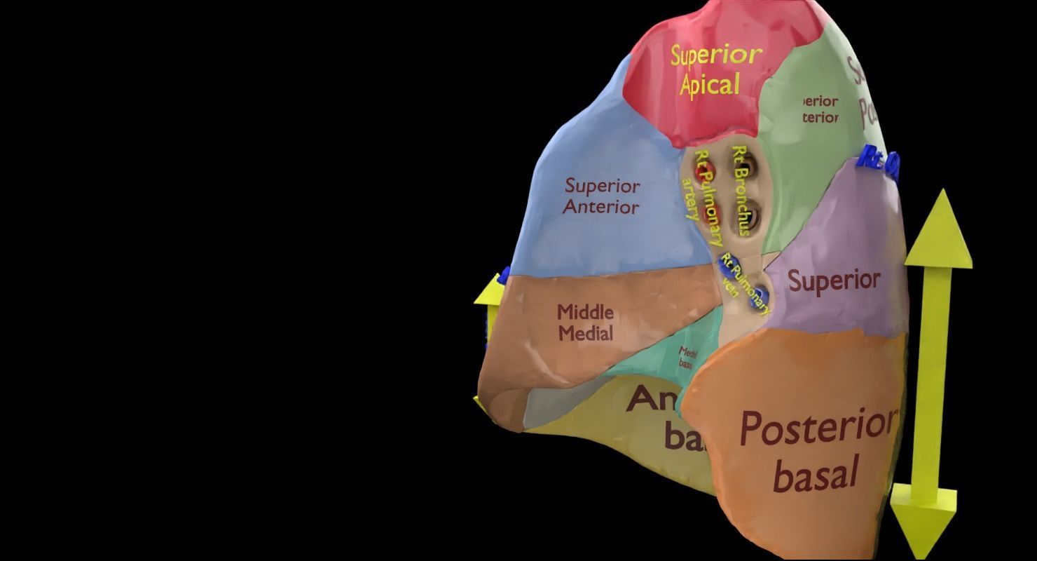 Lung Pulmonary segment anatomy 3D model_21