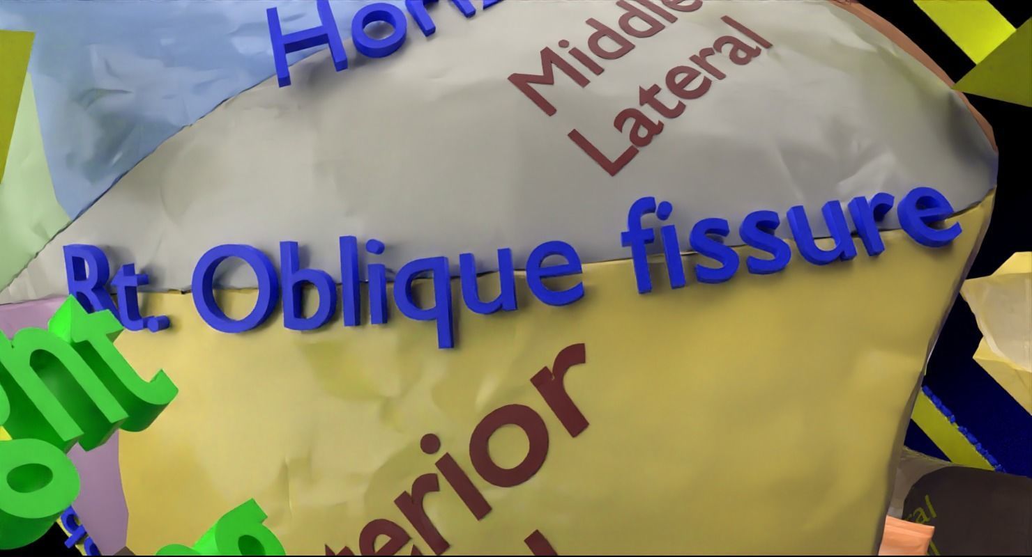 Lung Pulmonary segment anatomy 3D model_20