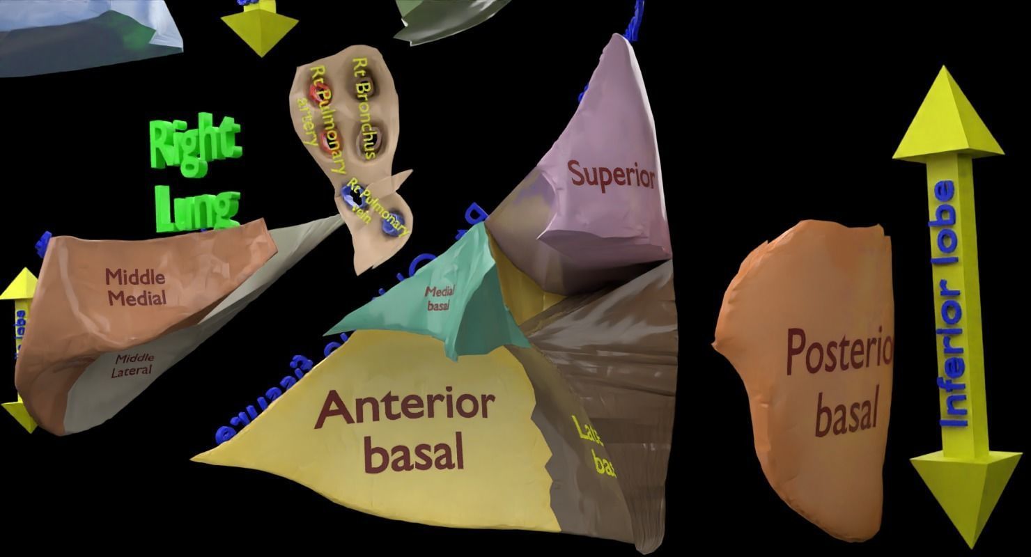 Lung Pulmonary segment anatomy 3D model_28