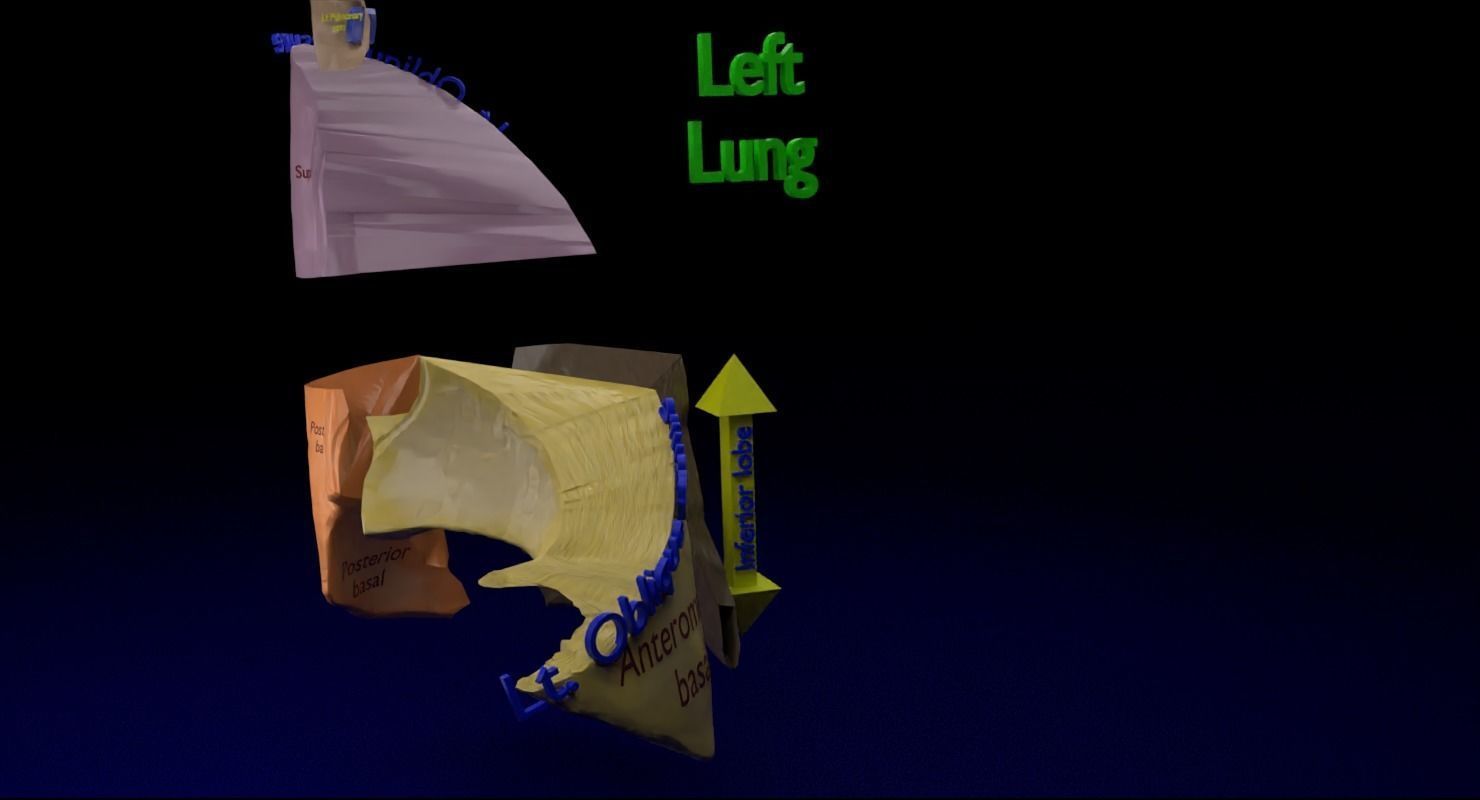 Lung Pulmonary segment anatomy 3D model_14