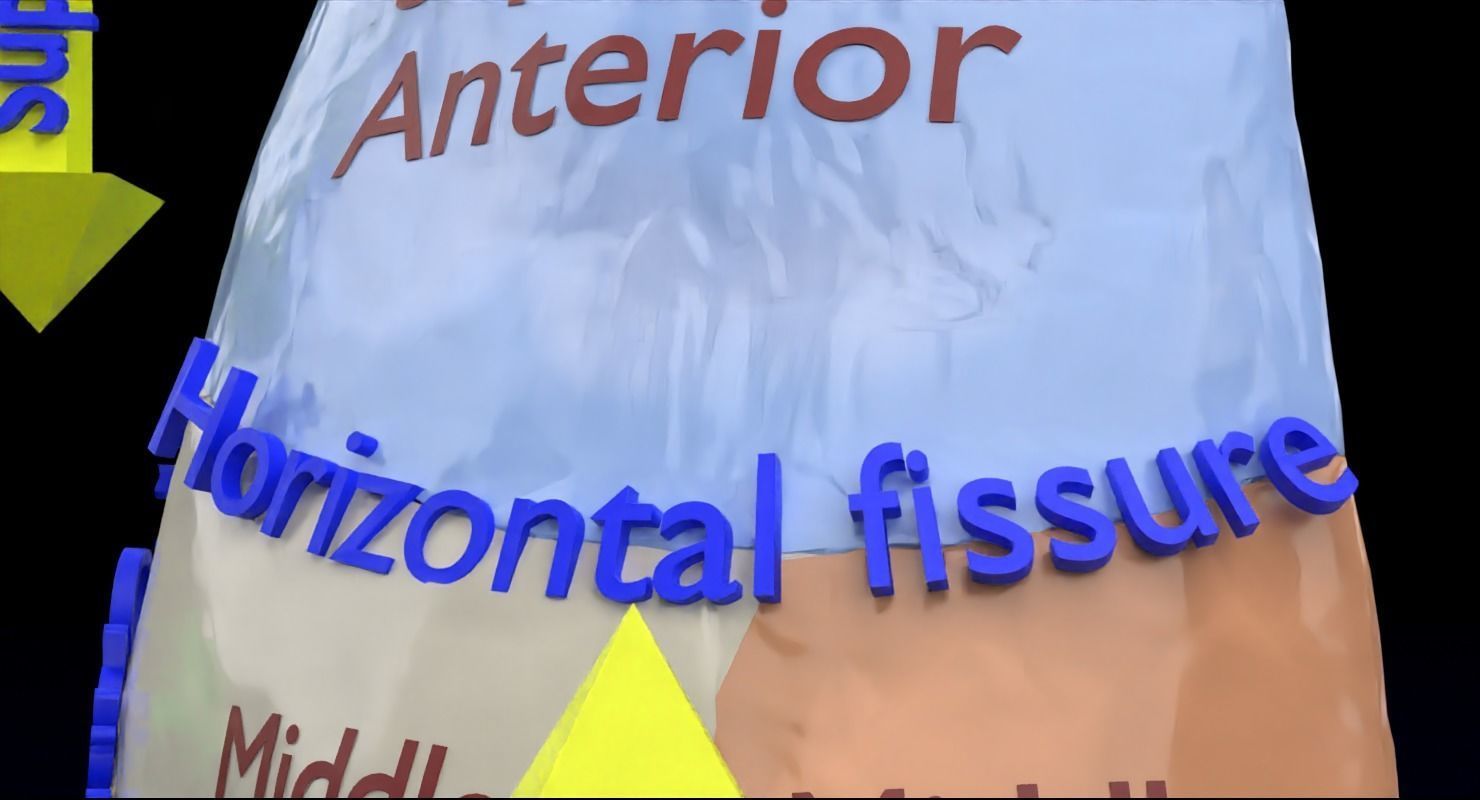 Lung Pulmonary segment anatomy 3D model_19