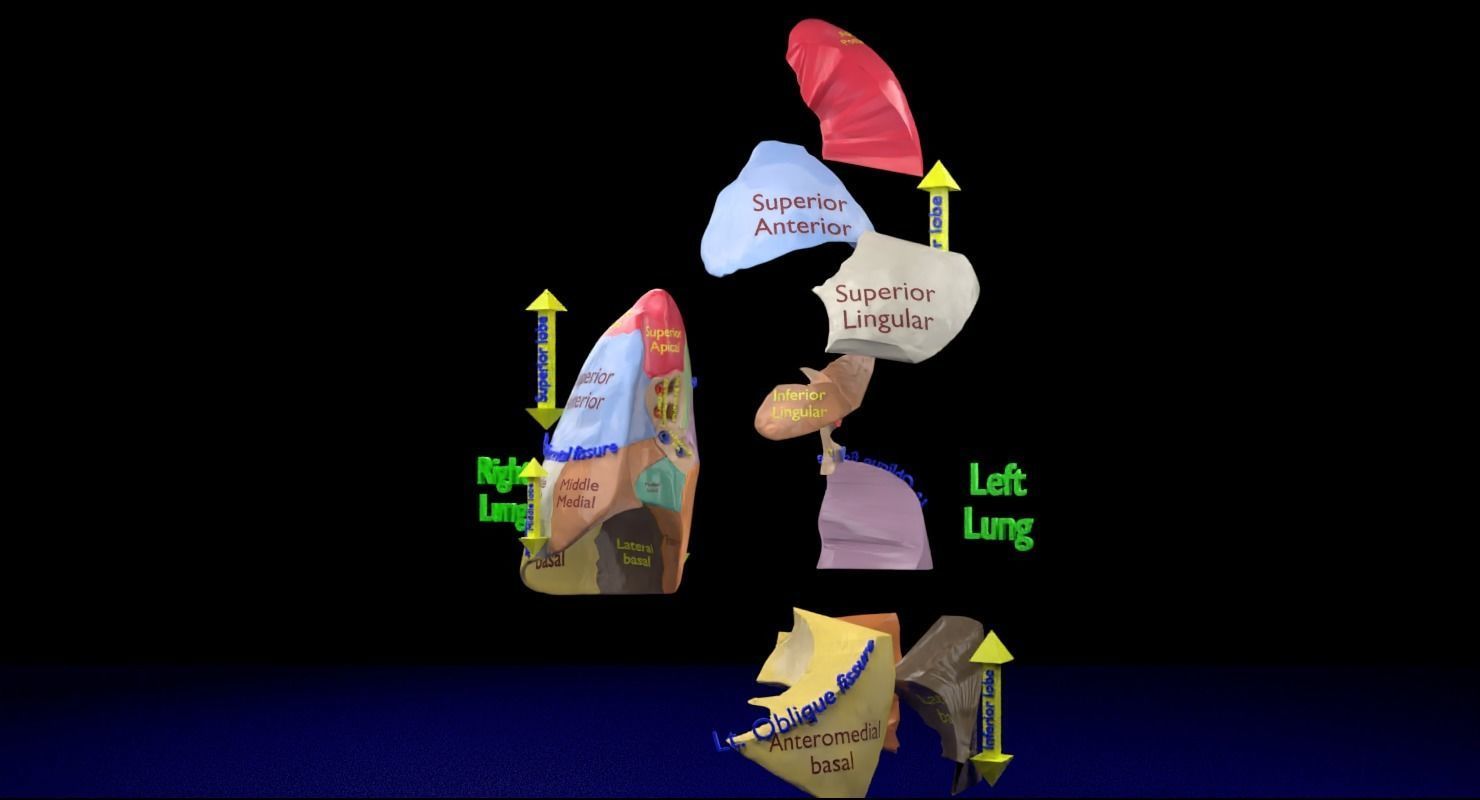 Lung Pulmonary segment anatomy 3D model_18