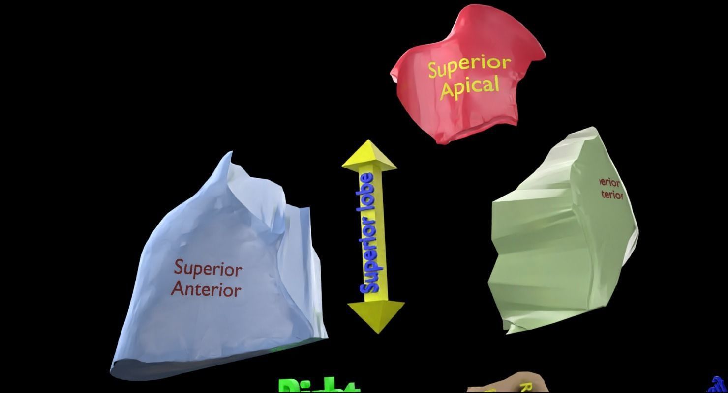 Lung Pulmonary segment anatomy 3D model_27