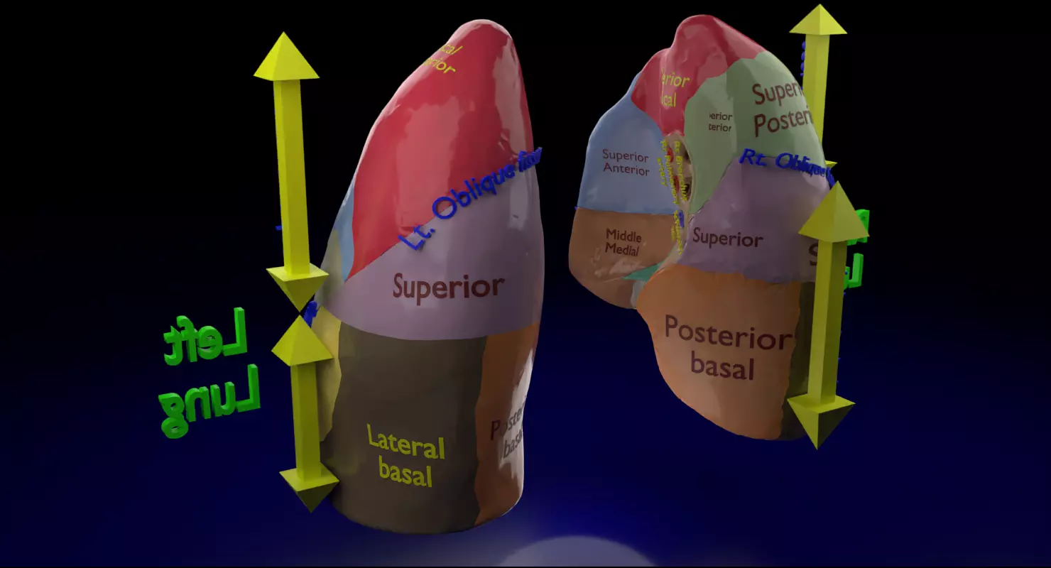 Lung Pulmonary segment anatomy 3D model_0