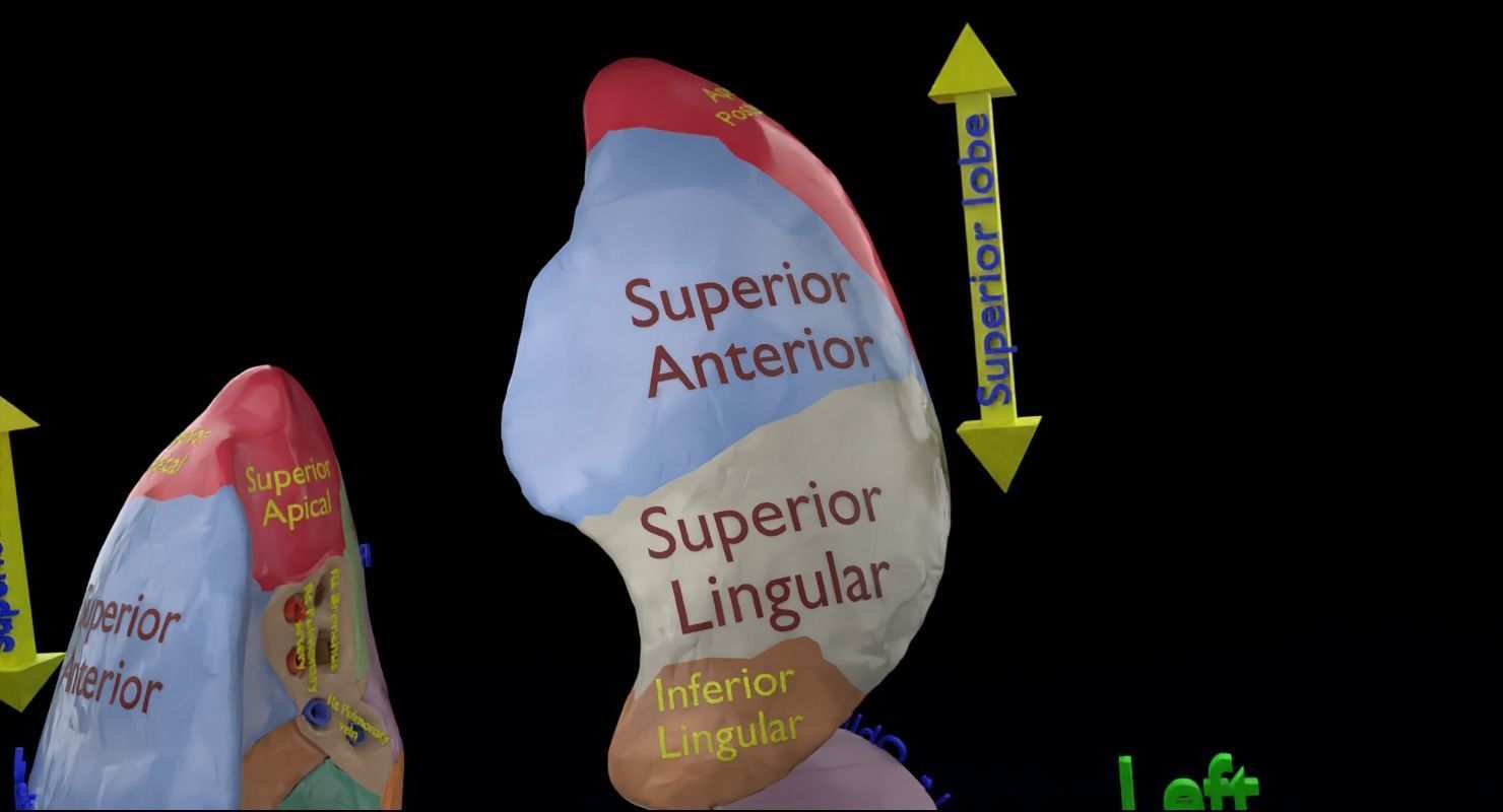 Lung Pulmonary segment anatomy 3D model_15