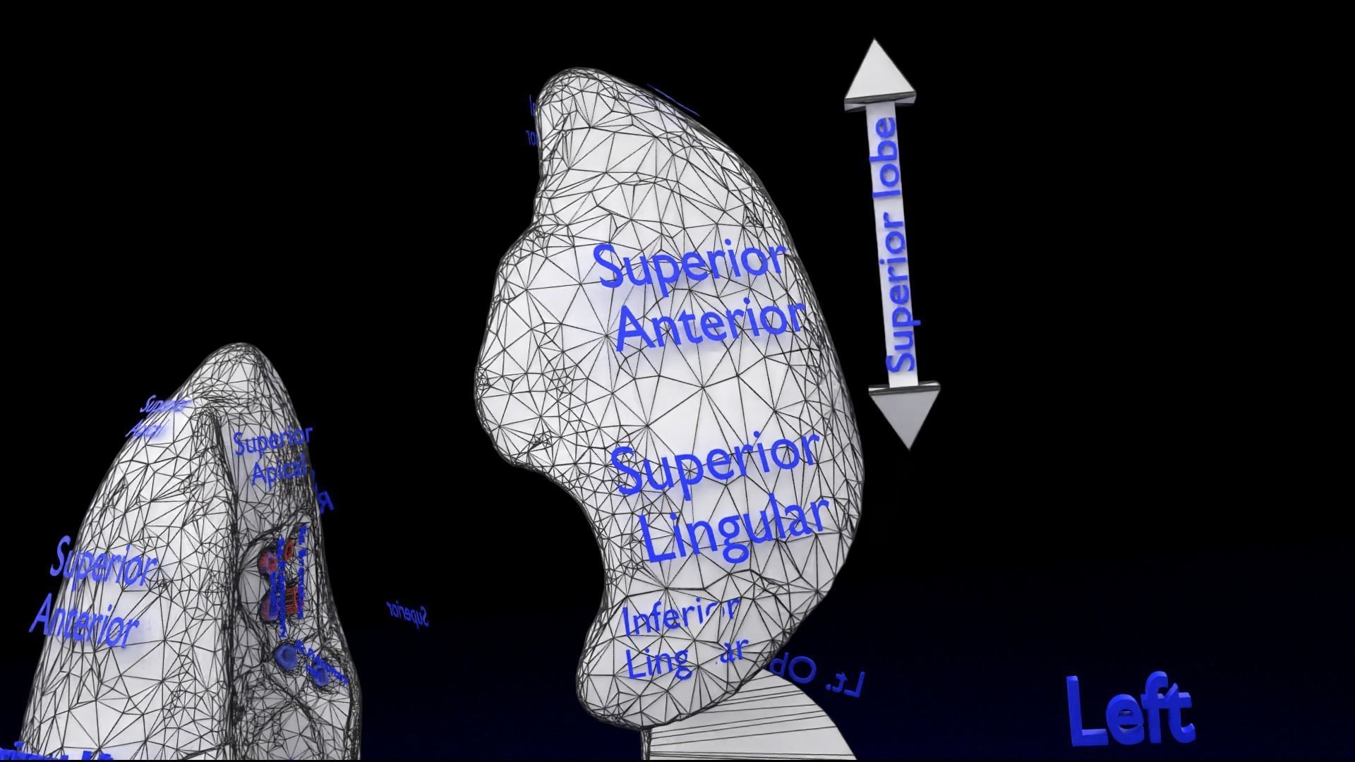 Lung Pulmonary segment anatomy 3D model_39