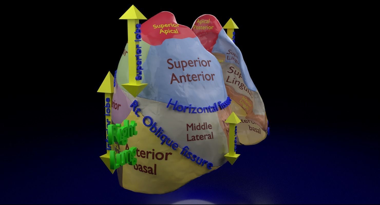 Lung Pulmonary segment anatomy 3D model_3