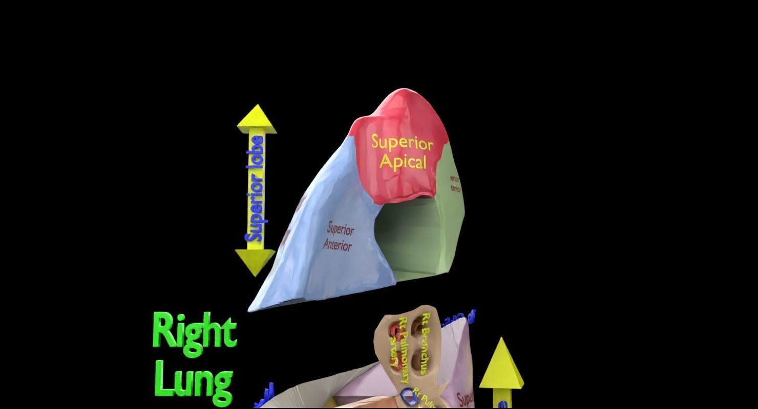 Lung Pulmonary segment anatomy 3D model_23