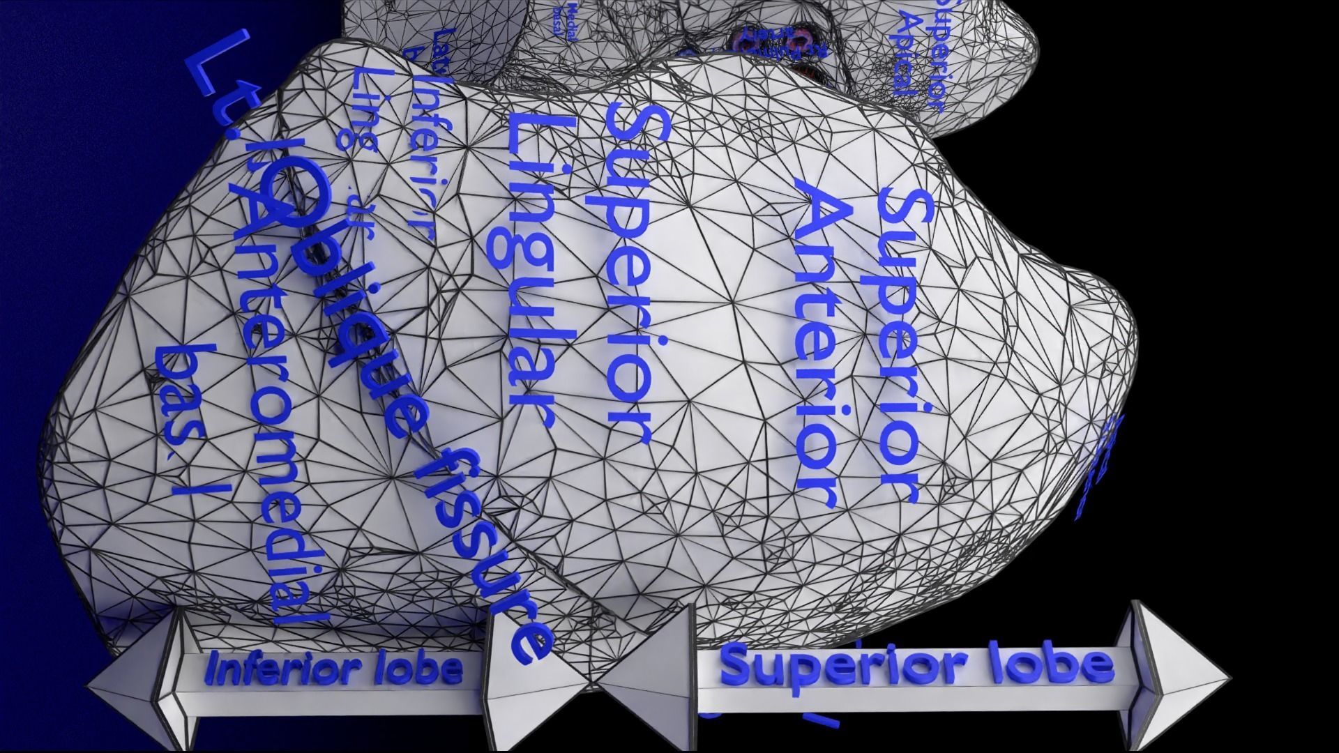 Lung Pulmonary segment anatomy 3D model_37