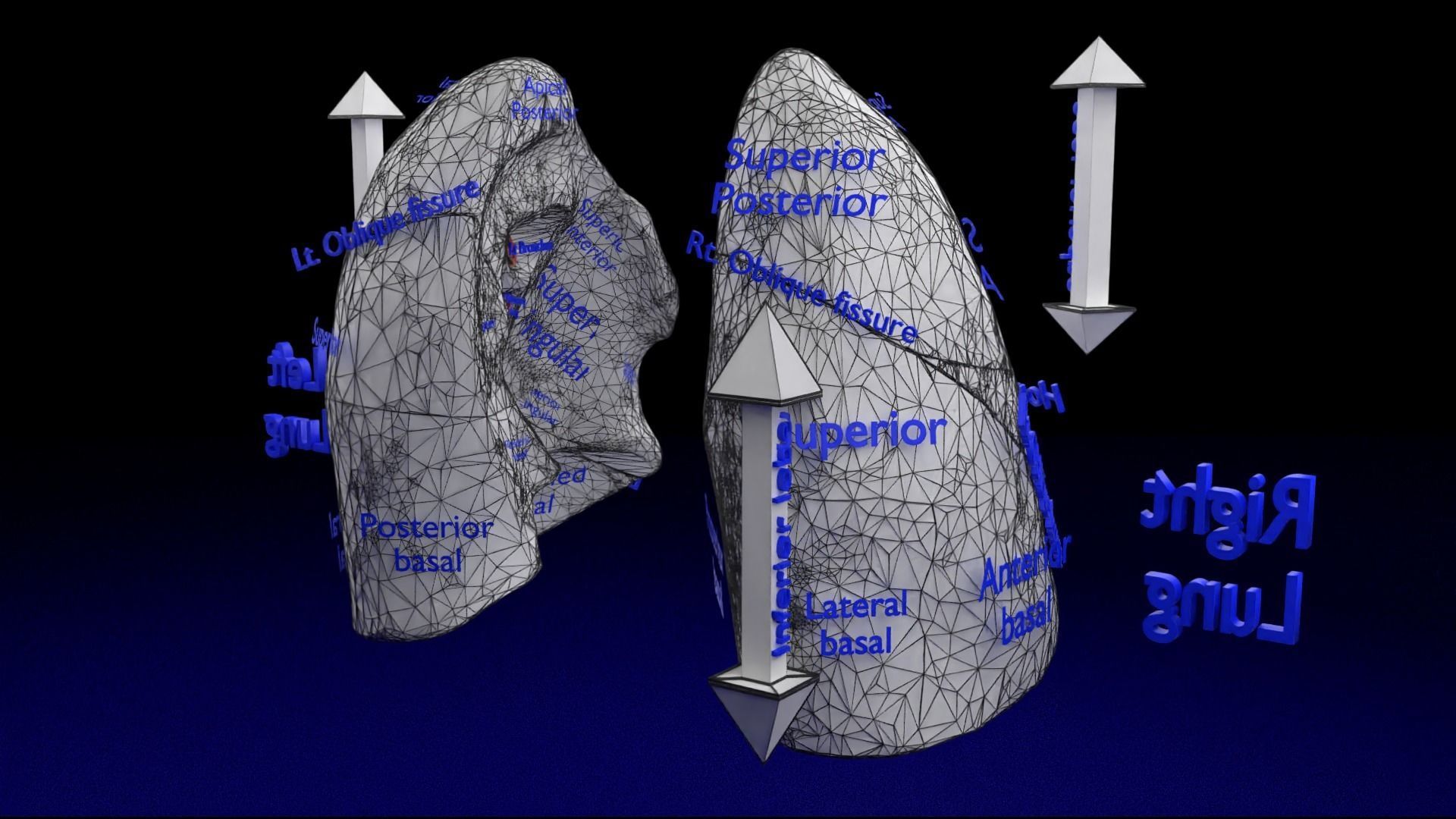 Lung Pulmonary segment anatomy 3D model_35