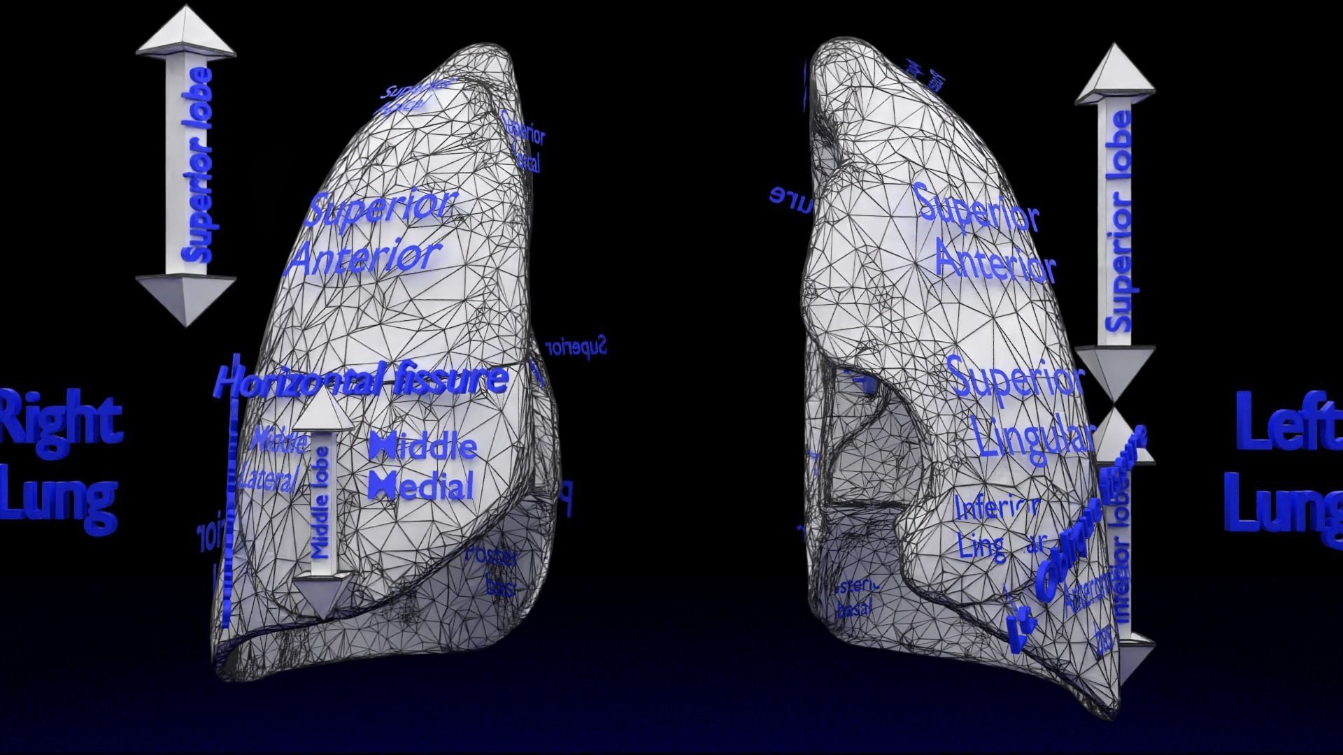 Lung Pulmonary segment anatomy 3D model_29